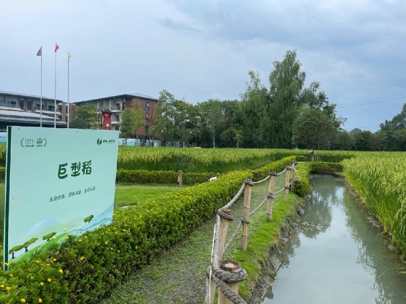 1698653137312195.jpg 8.jpg